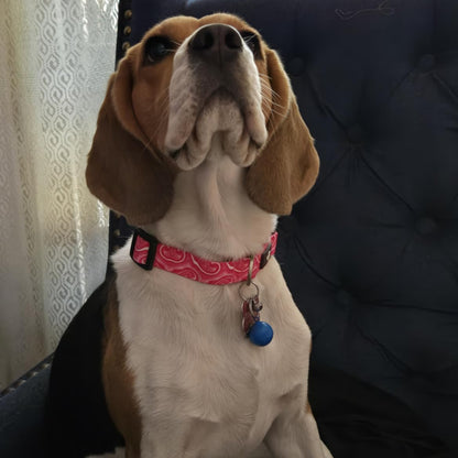 Puppy Blush Dog Collar