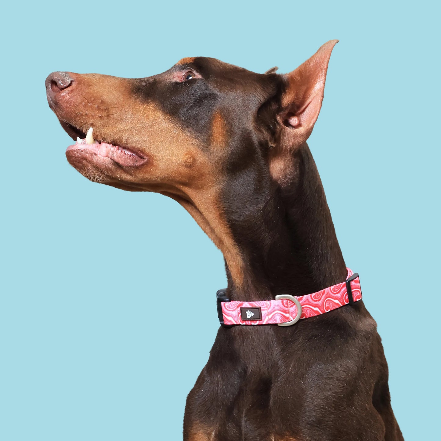 Puppy Blush Dog Collar