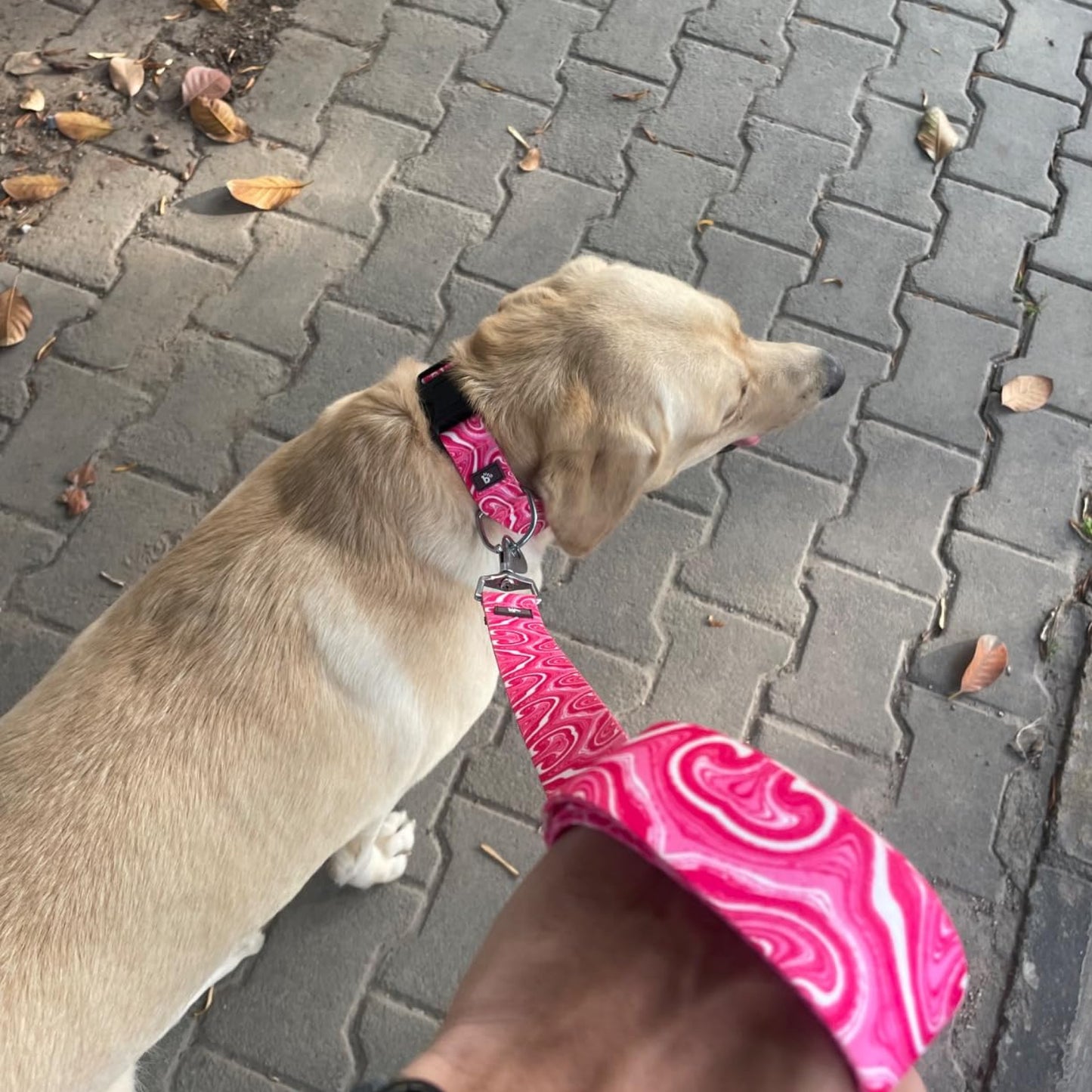 Puppy Blush Flat Dog Leash