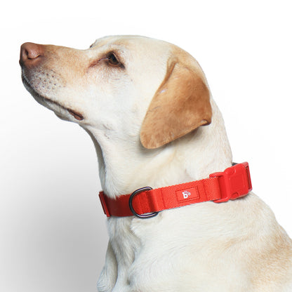 Red Nova Dog Collar