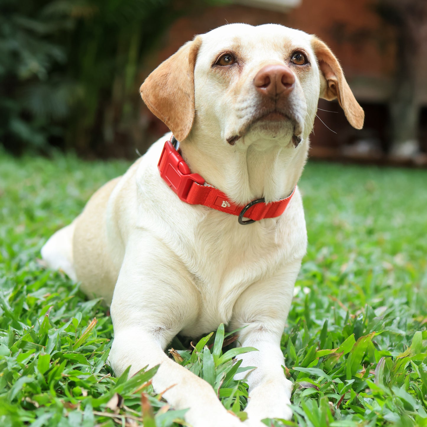 Red Nova Dog Collar