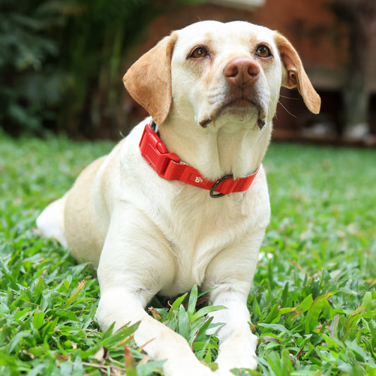 Red Nova Dog Collar