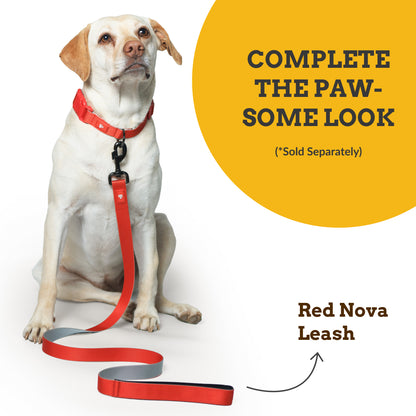 Red Nova Dog Collar