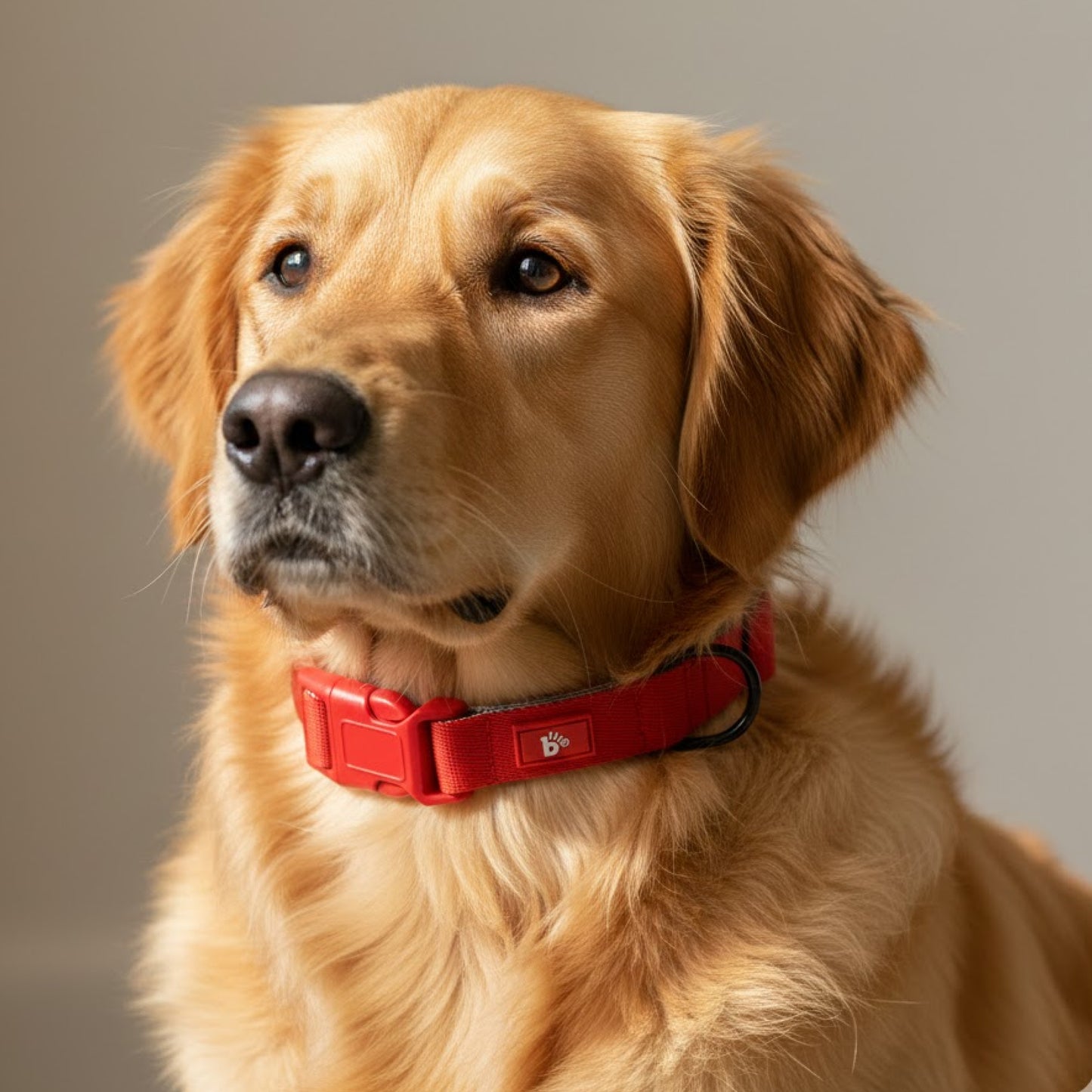 Red Nova Dog Collar