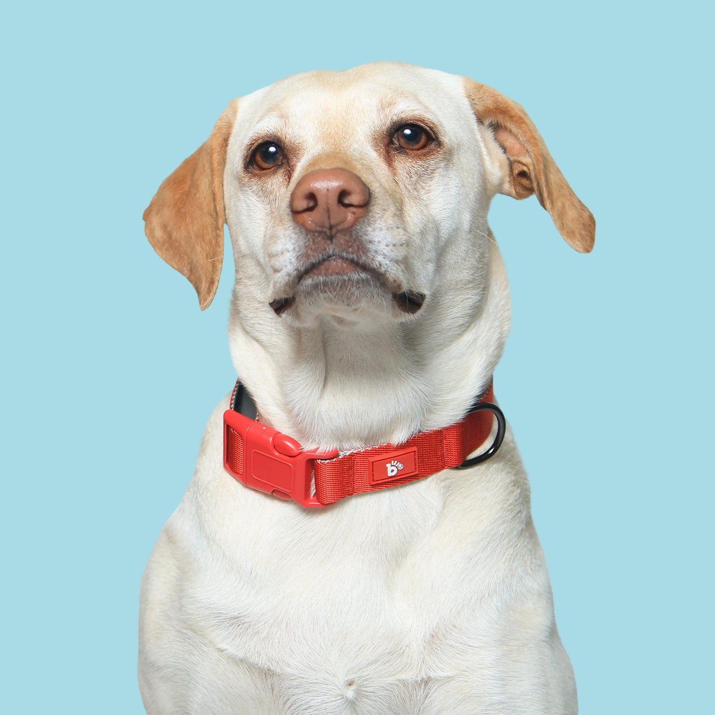 Red Nova Dog Collar