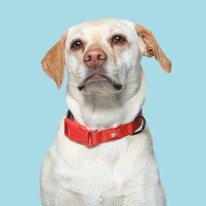 Red Nova Dog Collar