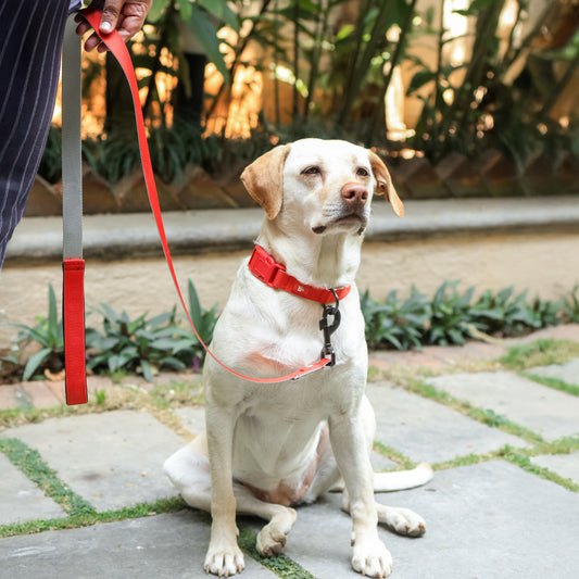 Red Nova Dog Leash