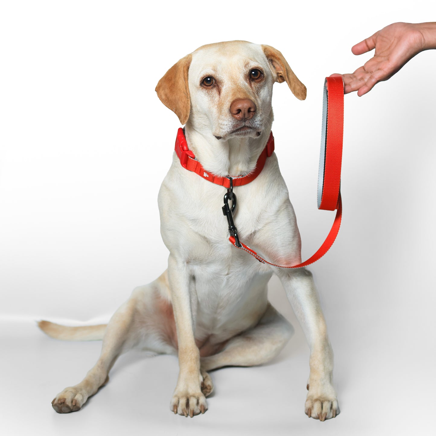Red Nova Dog Leash