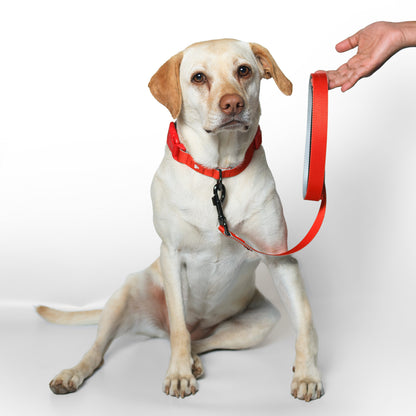 Red Nova Dog Leash