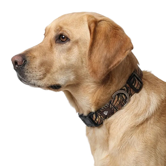 Wild Roar Dog Collar